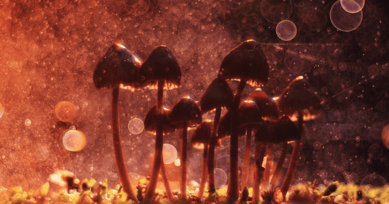 Integracja doświadczeń psychodelicznych – czym jest i jak może być wspierana w procesie terapeutycznym?